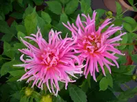 DSCI0544.webp