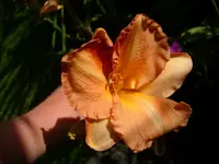 DSCI0555.jpg