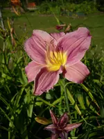 DSCI0549.webp