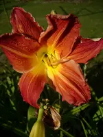DSCI0550.webp