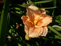 DSCI0551.webp