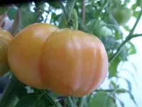SAM_6696.webp