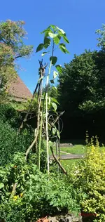 G_Riesen Sonnenblume_2,97m__29.07.2017_©mr.ditschy.webp