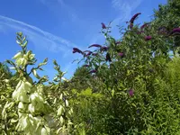 009.webp