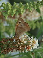 Grosses Ochsenauge_700.webp