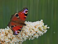 Tagpfauenauge_800.webp