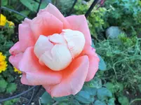 DSCF9672 (2).webp