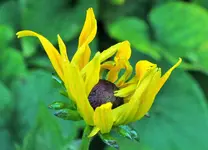 DSCF9684 (2).webp