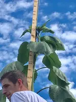 20375640_1484410334973615_6961885525580545858_n.webp