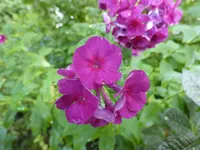 P1010815.webp