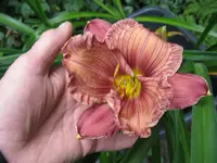 mapping carolina_1024x768.webp