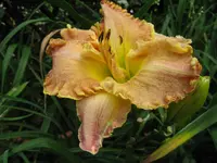 darla anita3_1024x768.webp