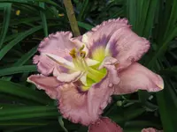 palace garden beauty2_1024x768.JPG