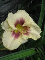 sil. shooker2 _576x768.webp