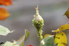 Läuse an rosen.webp