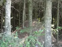 Ameisenhaufen.webp