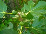 IMG_20170730_174831.jpg