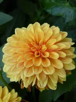 dP1060591Dalie Lubega Power Bronze Bicolor.webp