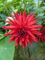 dP1060595Dalie Merida Blutrot.webp