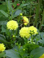 dP1060598Dalie.webp