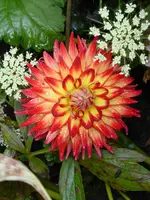 dP1060651Dalie.webp