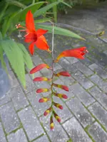 mP1060560Montbretie.webp