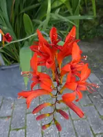 mP1060561Montbretie.webp