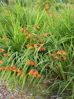 mP1060674Montbretie.webp