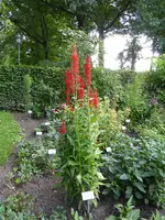 P1060531Staudenlobelie Fan Scarlet.webp