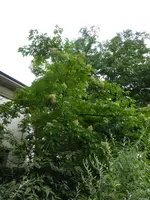P1060548.webp