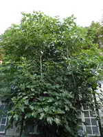 P1060553Feige.webp