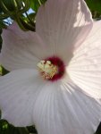 P1060555Hibiskus.jpg