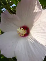 P1060555Hibiskus.webp