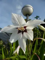 P1060564Stern-Gladiole.webp