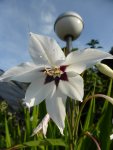 P1060564Stern-Gladiole.jpg