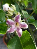 P1060568Folterplanze.webp