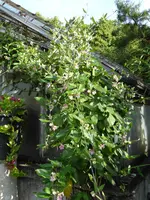 P1060570Folterplanze.webp