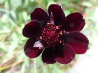 P1060573Dunkle Schokoladenblume.webp