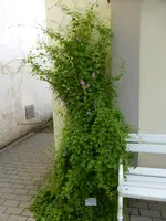 P1060575windendes Löwenmaul.webp