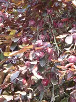 P1060579Blutpflaume.webp
