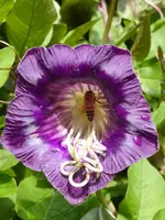 P1060600Glockenrebe.webp