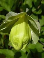 P1060602Glockenrebe.webp