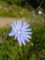 P1060610Wegwarte.jpg