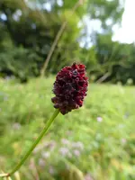 P1060611Wiesenknopf.webp