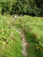 P1060612Wiesenknopf.webp