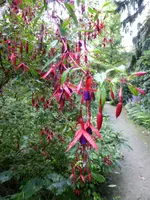 P1060625Fuchsie.webp