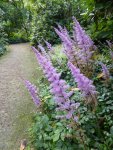 P1060626Astilbe.jpg