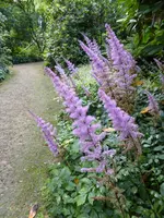 P1060626Astilbe.webp