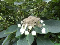 P1060632Samthortensie.webp