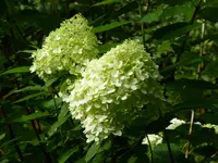 P1060635Hortensie.webp